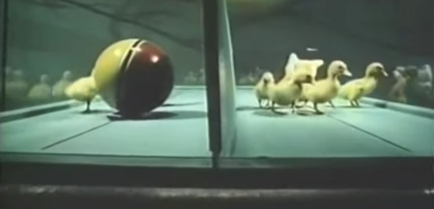 Z filmu Felixe Soboleva <b><i>Umí zvířata přemýšlet?</i></b> (1970)