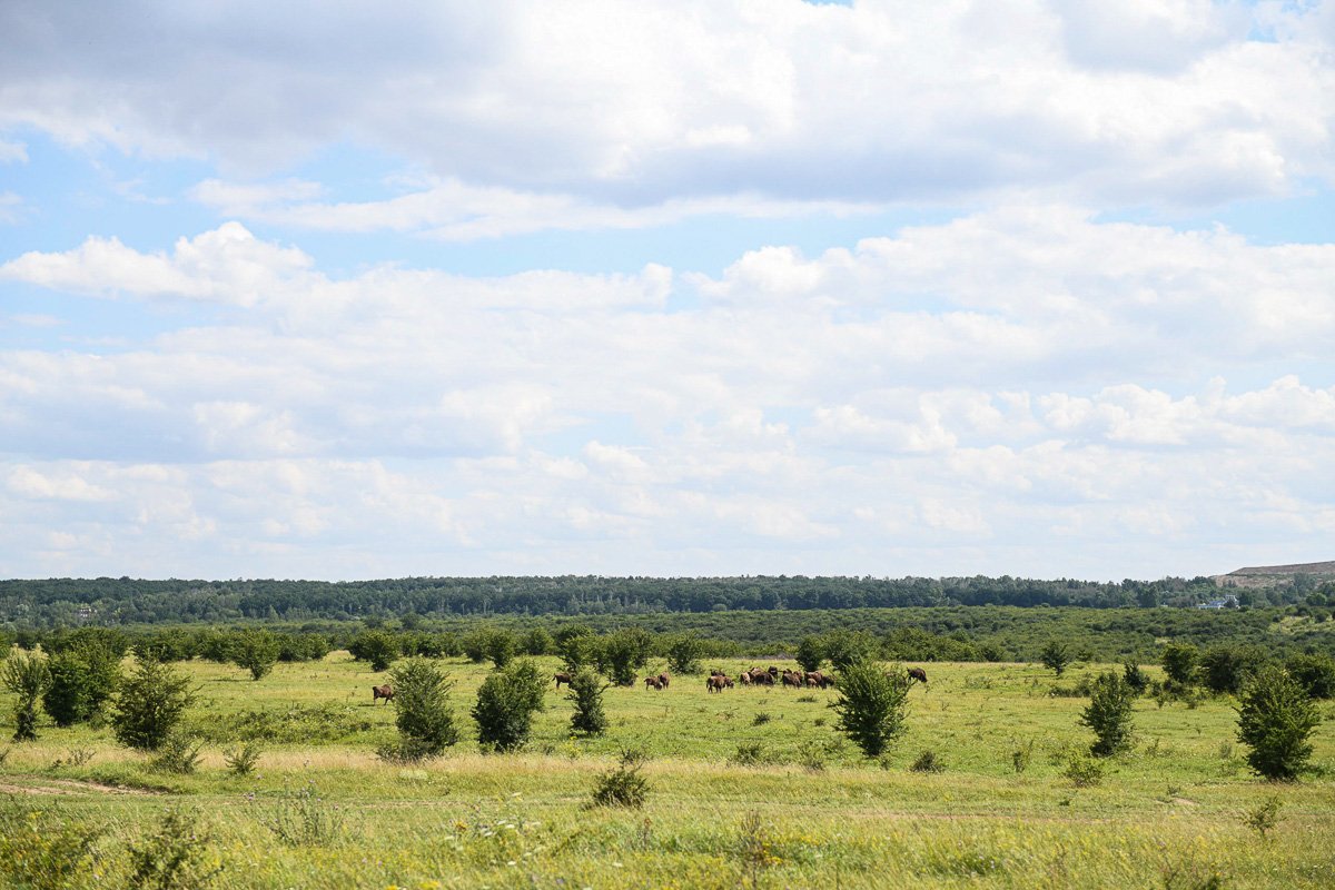 Rewilding park Milovice. Autor Michal Hančovský