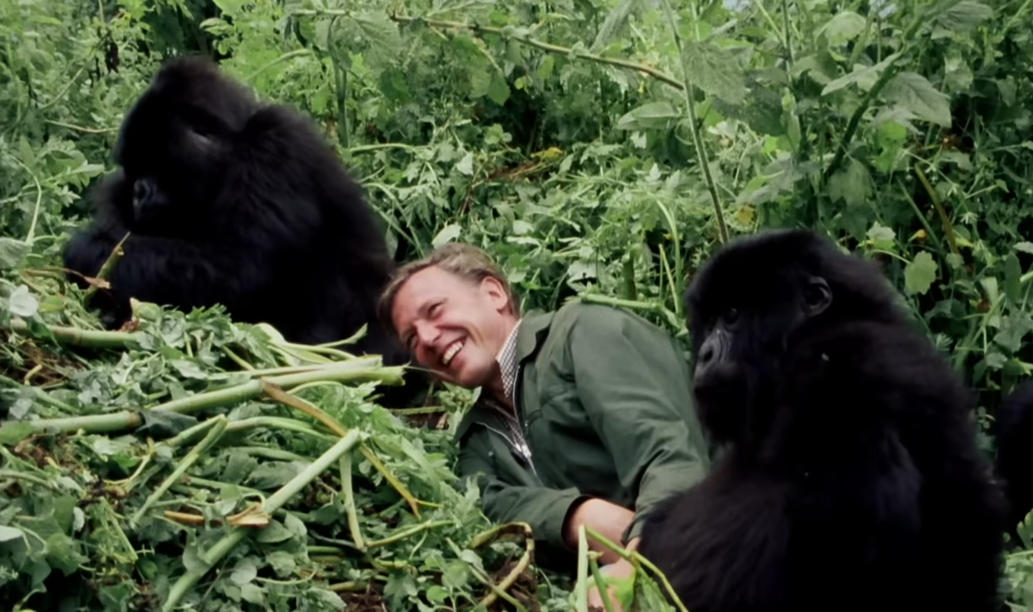 <b><i>David Attenborough: A Life on Our Planet</i></b>. Zdroj YouTube Netflix 