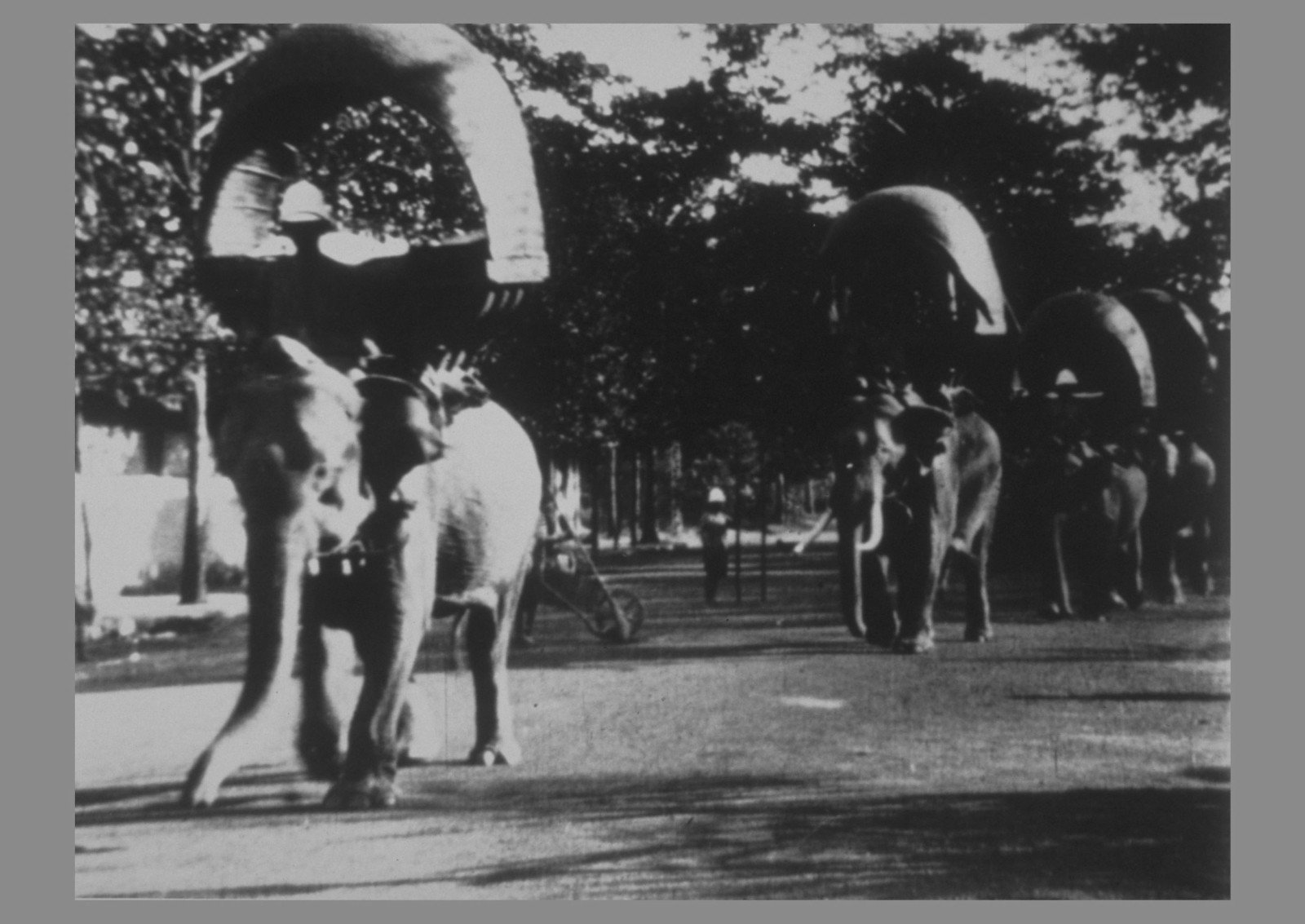 Z filmu <b><i>Projížďka na slonech v Phnompenhu</b></i> (r. Gabriel Veyre, 1899). Zdroj MFDF Ji.hlava