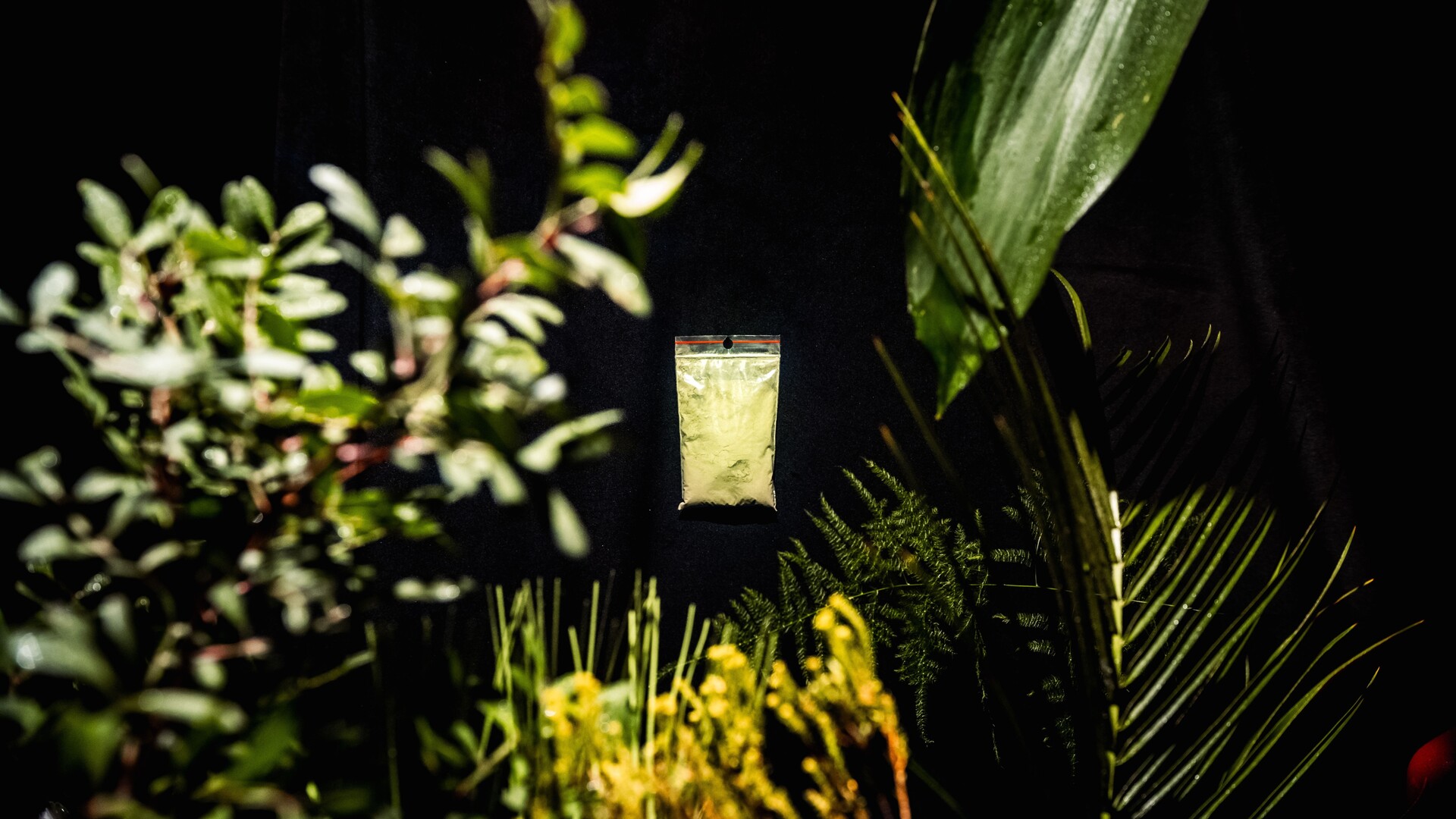 ROSTLINA JAKO FENOMÉN. SBĚRATELÉ KRATOMU