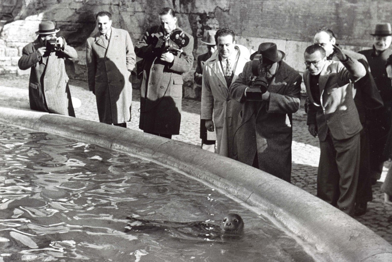 Válka s mloky, mír s tuleni