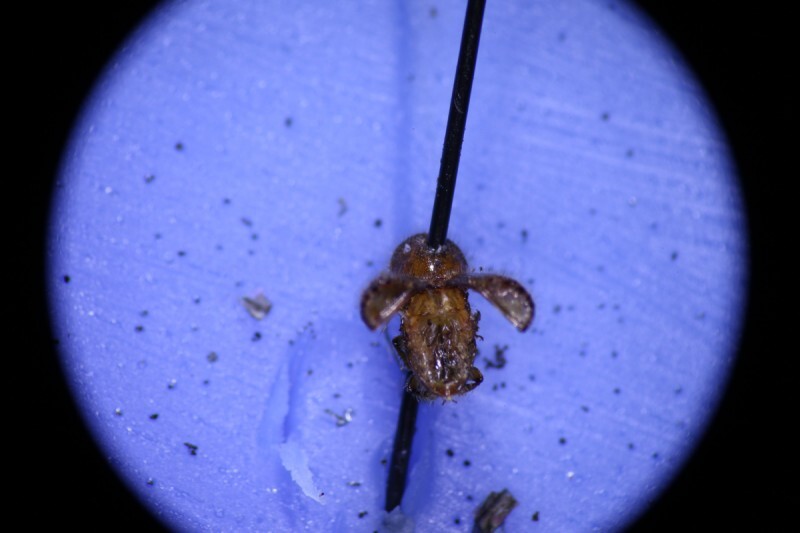 Vybrané filmy a hosté 15. MFDF Ji.hlava / 1. část