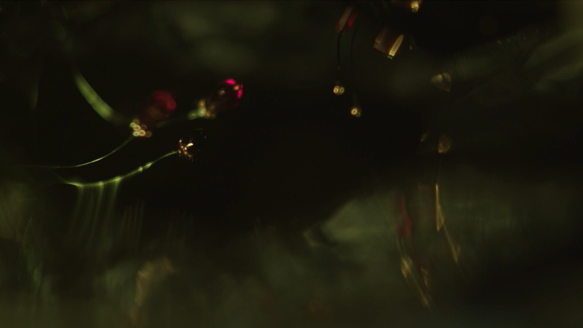 Z uší roste krasohled