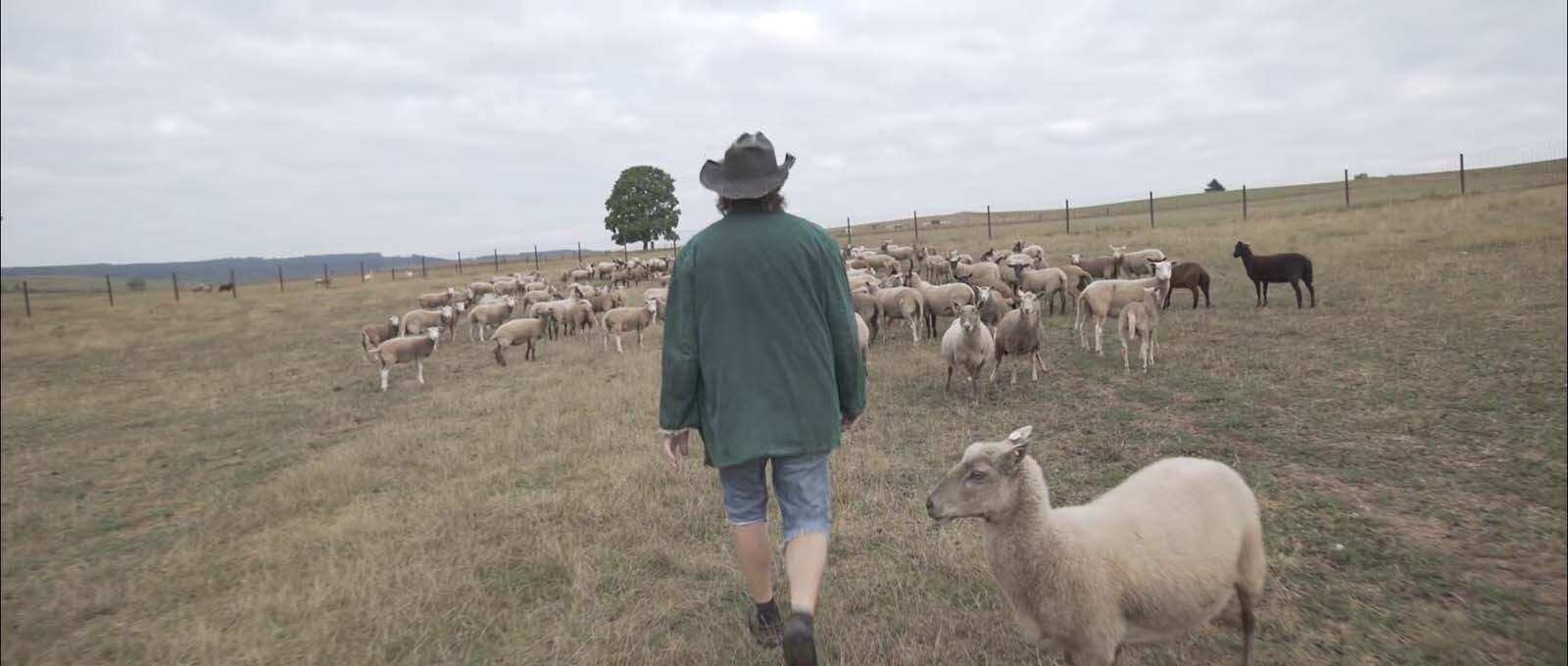 Z vlků se stal symbol čehokoliv, co se člověku namane
