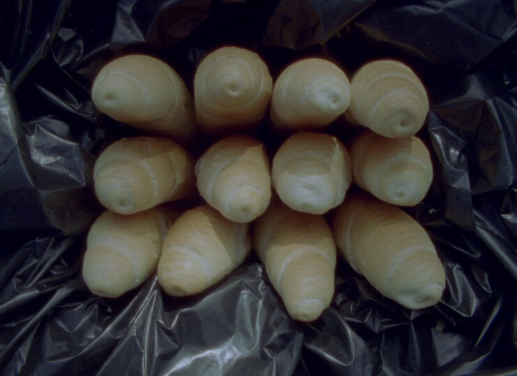 De Potentia Dei: O hledání božské moci mezi knírky a choroši