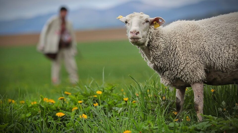 Zacyklený čas alebo <i>Zem, ktorá hľadá svoje nebo</i>