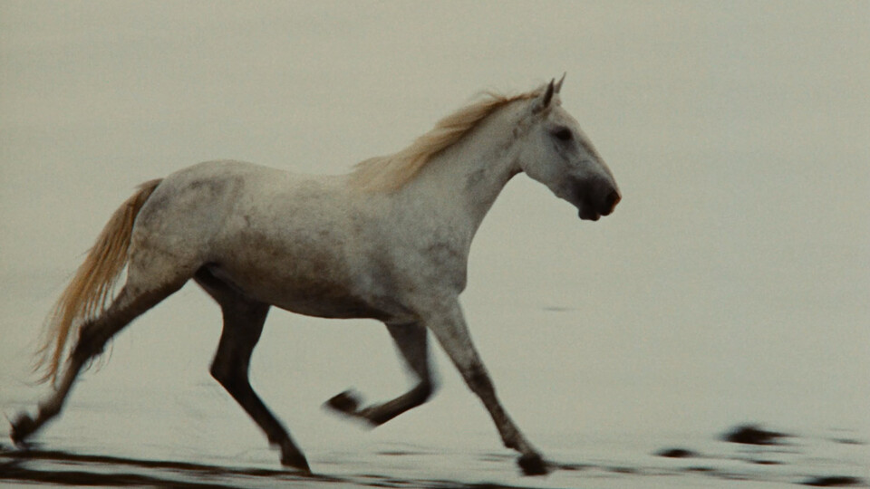 Vojtěch Jasný: filmový básník a žoldnéř