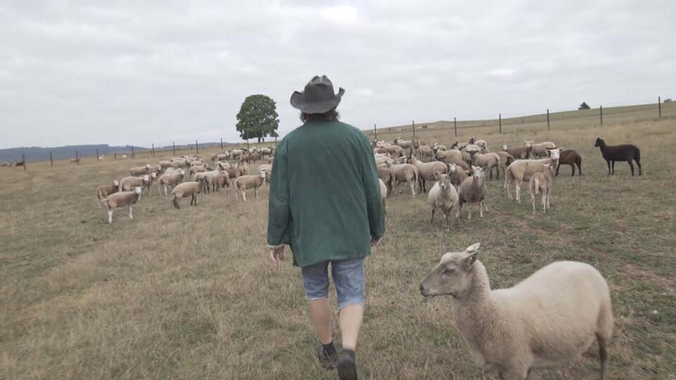 Z vlků se stal symbol čehokoliv, co se člověku namane