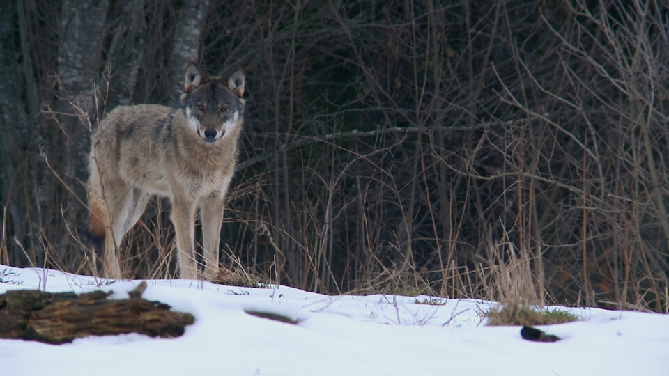 Zahlédnete-li vlka, dívejte se. Je to spojenec