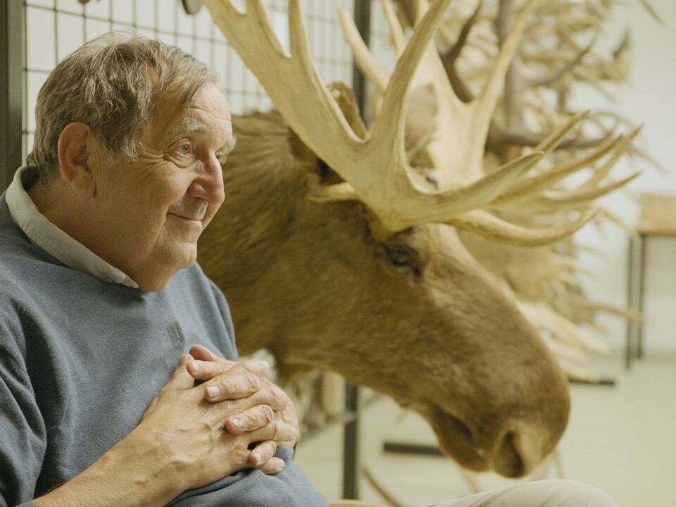 Hana Nováková. Amoosed: Losí odysea